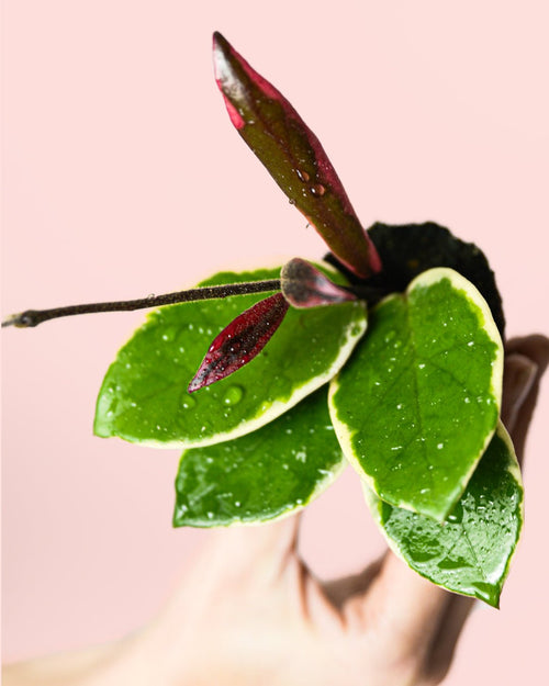 Hoya Flamingo Dream Mini - Pur Plant