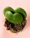 Hoya Kerrii Doble Mini - Pur Plant