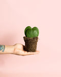 Hoya Kerrii Doble Mini