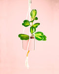 Hoya Kerrii Fusion Multihojas M