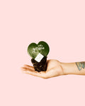 Hoya Kerrii Je T´aime Mini
