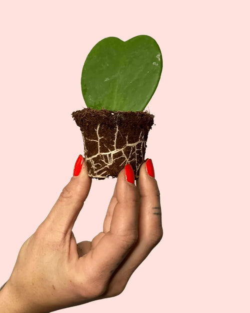 Hoya Kerrii Mini - Pur Plant