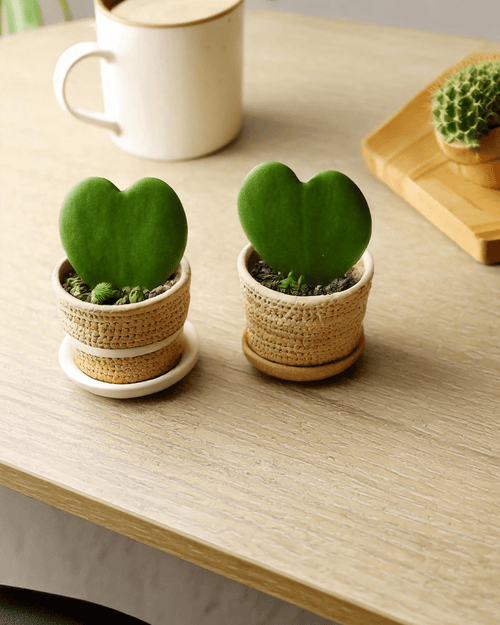 Hoya Kerrii Mini - Pur Plant