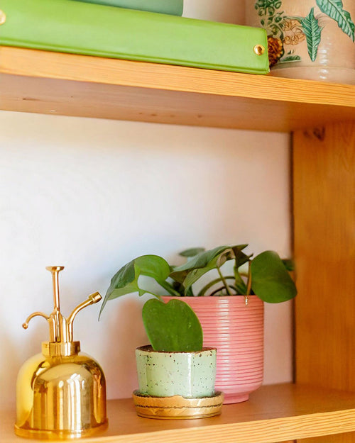 Hoya Kerrii Mini - Pur Plant