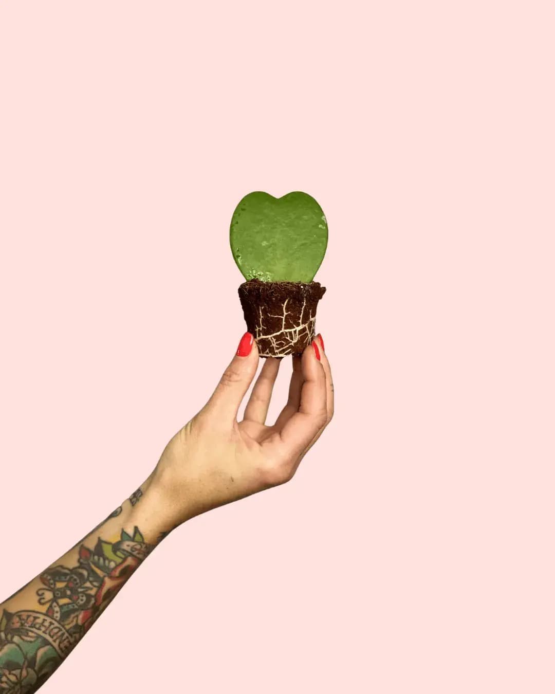 Hoya Kerrii Mini, la planta corazón - Pur Plant