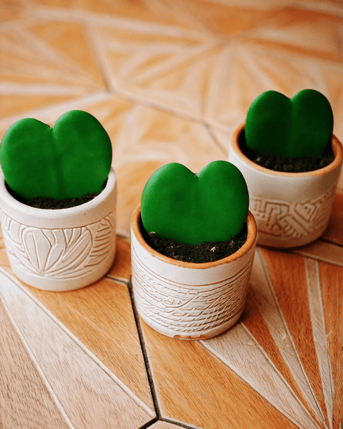 Hoya Kerrii Mini - Pur Plant