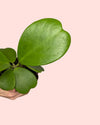 Hoya Kerrii Multihojas M - Pur Plant