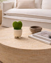 hoya-kerrii-potit-contexto-gift-set_2