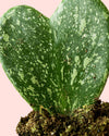 Hoya Kerrii Splash Mini - Pur Plant
