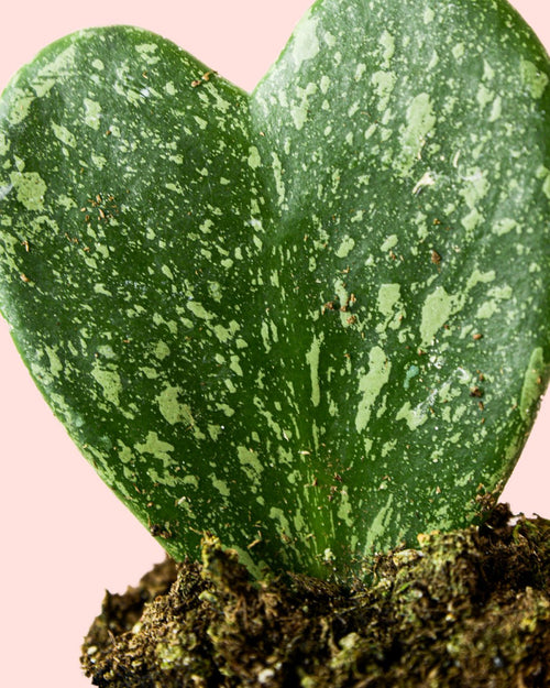 Hoya Kerrii Splash Mini - Pur Plant