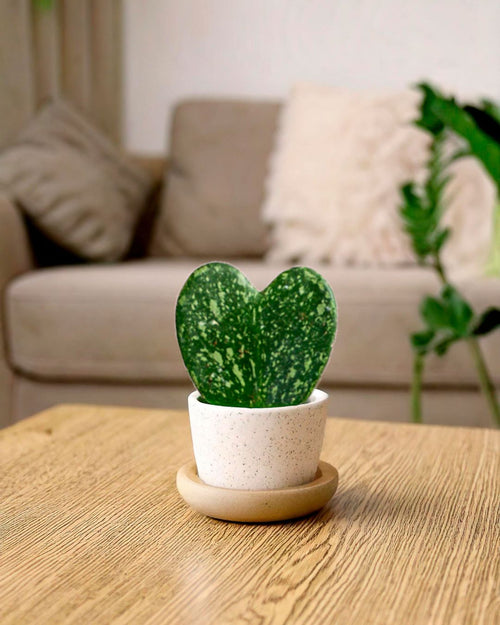 Hoya Kerrii Splash Mini - Pur Plant