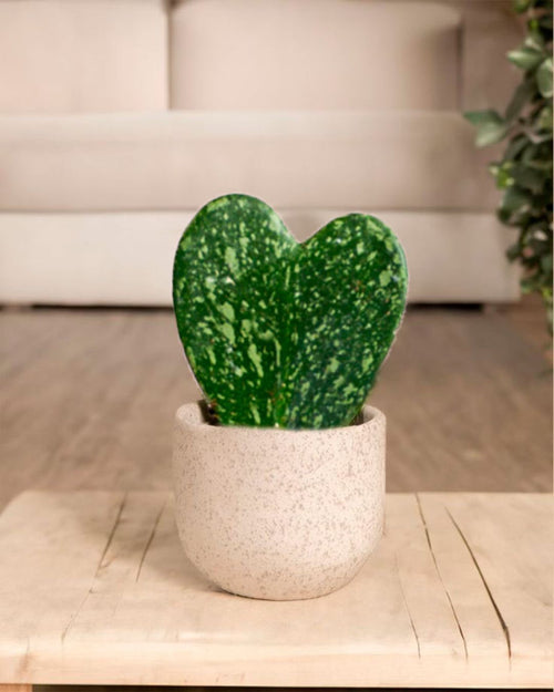 Hoya Kerrii Splash Mini - Pur Plant