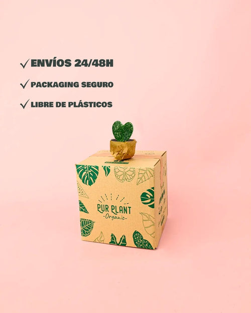 Hoya Kerrii Splash Mini - Pur Plant