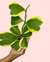 Hoya Kerrii Variegada Multihojas Mini - Pur Plant