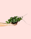 Hoya Mathilde Splash Mini - Pur Plant