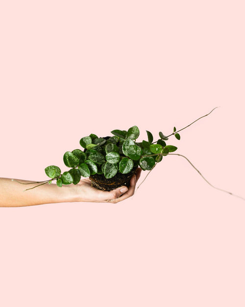 Hoya Mathilde Splash Mini - Pur Plant