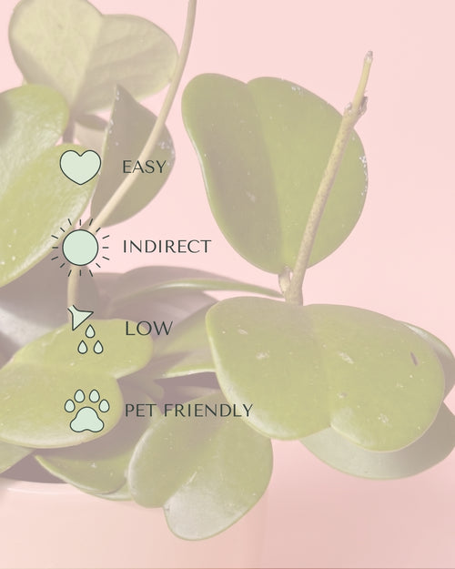 Hoya Kerrii Multihojas M