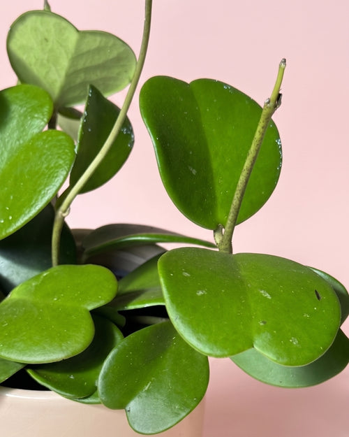 hoya_kerrii_detail