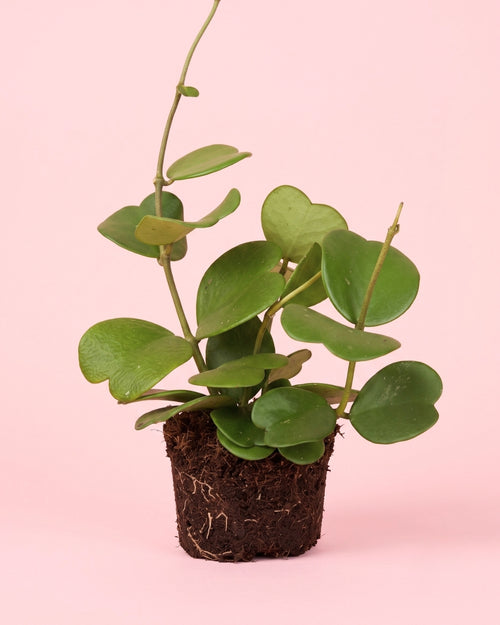 hoya_kerrii_multihojas
