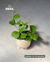 hoya_kerrii_multihojas_real