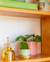 Pack 4x Mini Plantas Fáciles de Cuidar