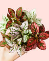 Hypoestes Confetti Mini - Pur Plant