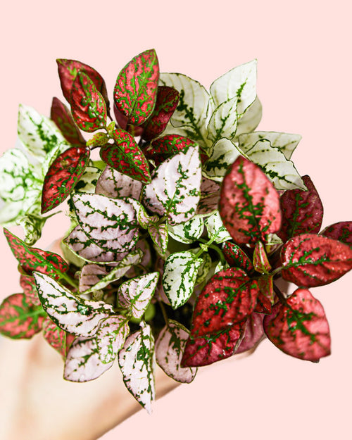 Hypoestes Confetti Mini - Pur Plant