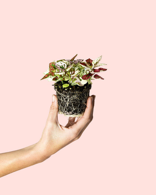 Hypoestes Confetti Mini - Pur Plant