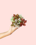 Hypoestes Confetti Mini
