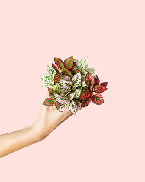 Hypoestes Confetti Mini