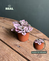 Hypoestes Pink Mini - Pur Plant