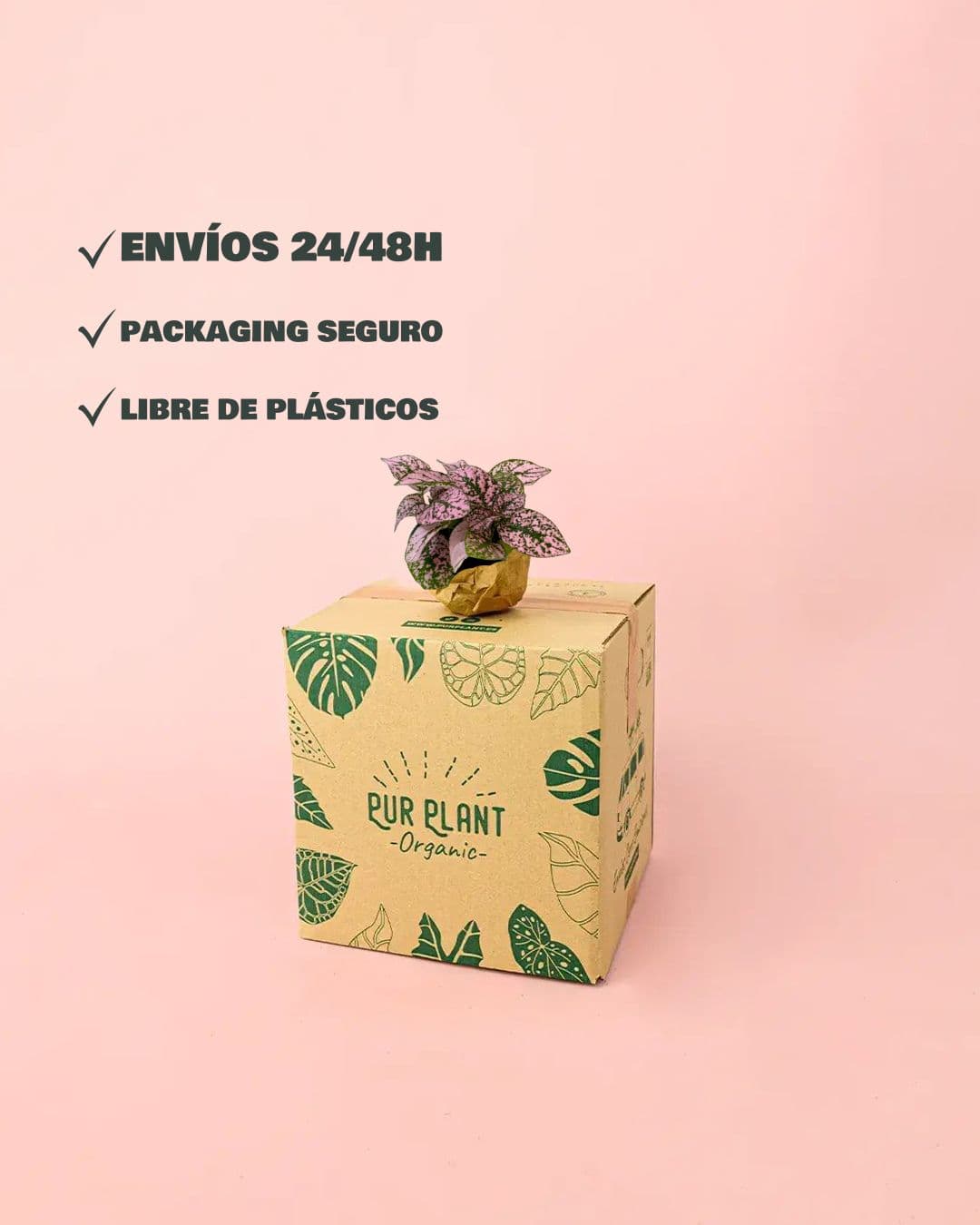 Hypoestes Pink Mini - Pur Plant