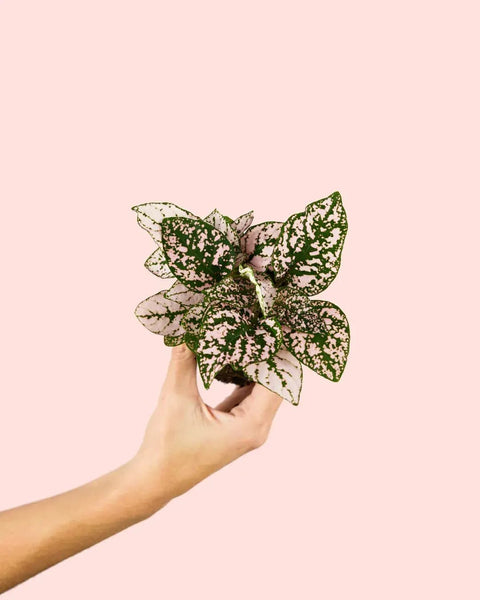 Hypoestes Pink Mini