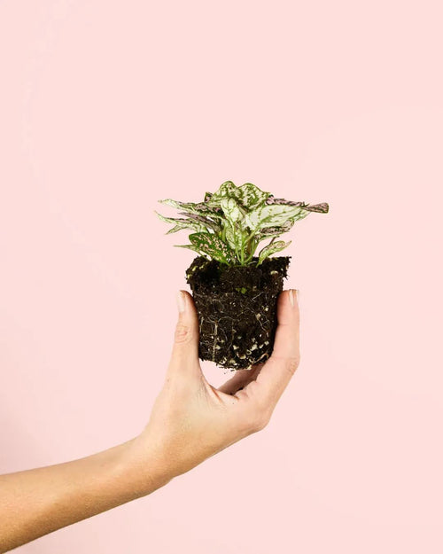 Hypoestes Pink Mini - Pur Plant
