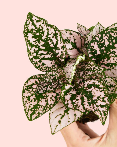 Hypoestes Pink Mini - Pur Plant