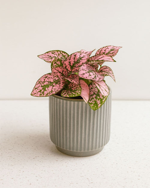 Hypoestes Pink Mini - Pur Plant