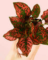 Hypoestes Red Mini - Pur Plant