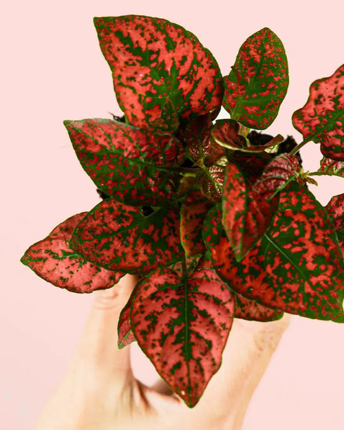 Hypoestes Red Mini - Pur Plant