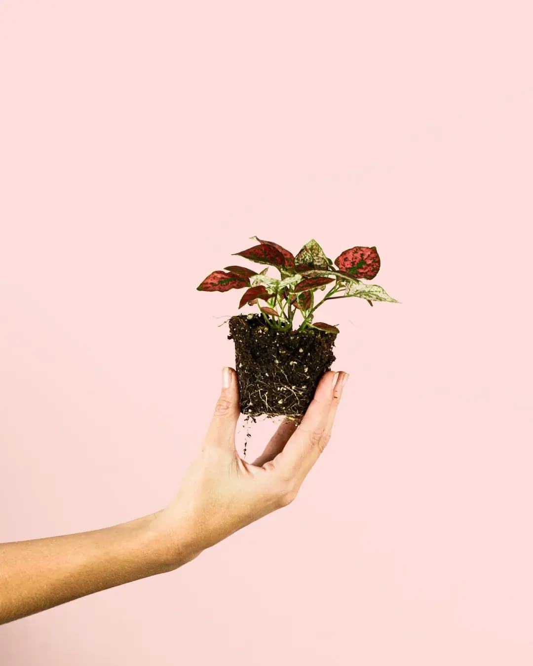 Hypoestes Red Mini - Pur Plant