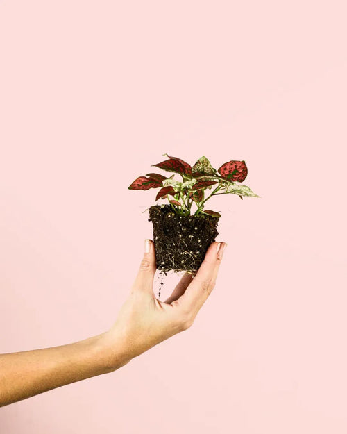 Hypoestes Red Mini - Pur Plant