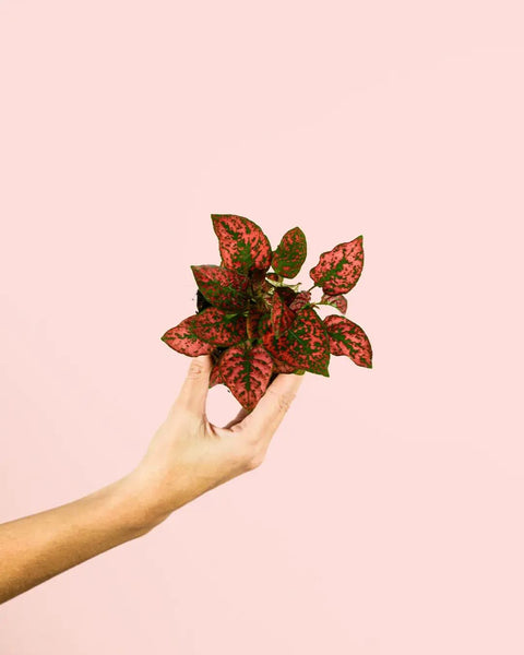 Hypoestes Red Mini