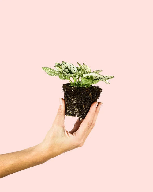 Hypoestes White Mini - Pur Plant