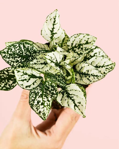 Hypoestes White Mini - Pur Plant