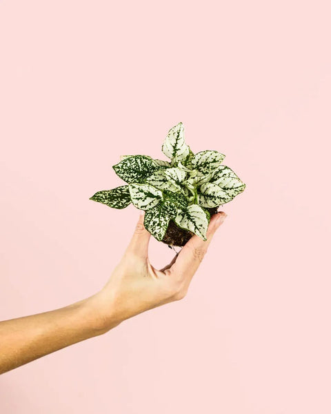 Hypoestes White Mini