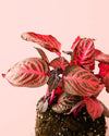 Iresine Bloodleaf M - Pur Plant