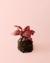 Iresine Bloodleaf M - Pur Plant