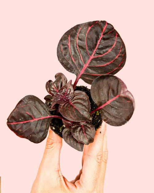 Iresine Bloodleaf Mini - Pur Plant