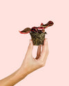 Iresine Bloodleaf Mini - Pur Plant