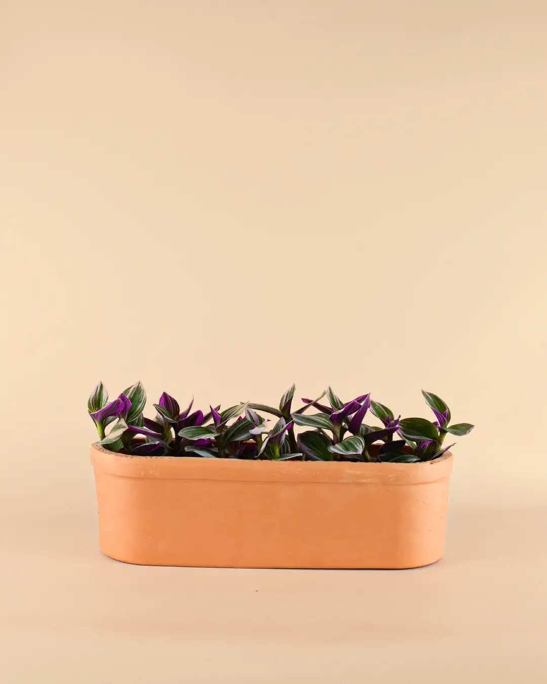 Jardinera Terracota - Pur Plant