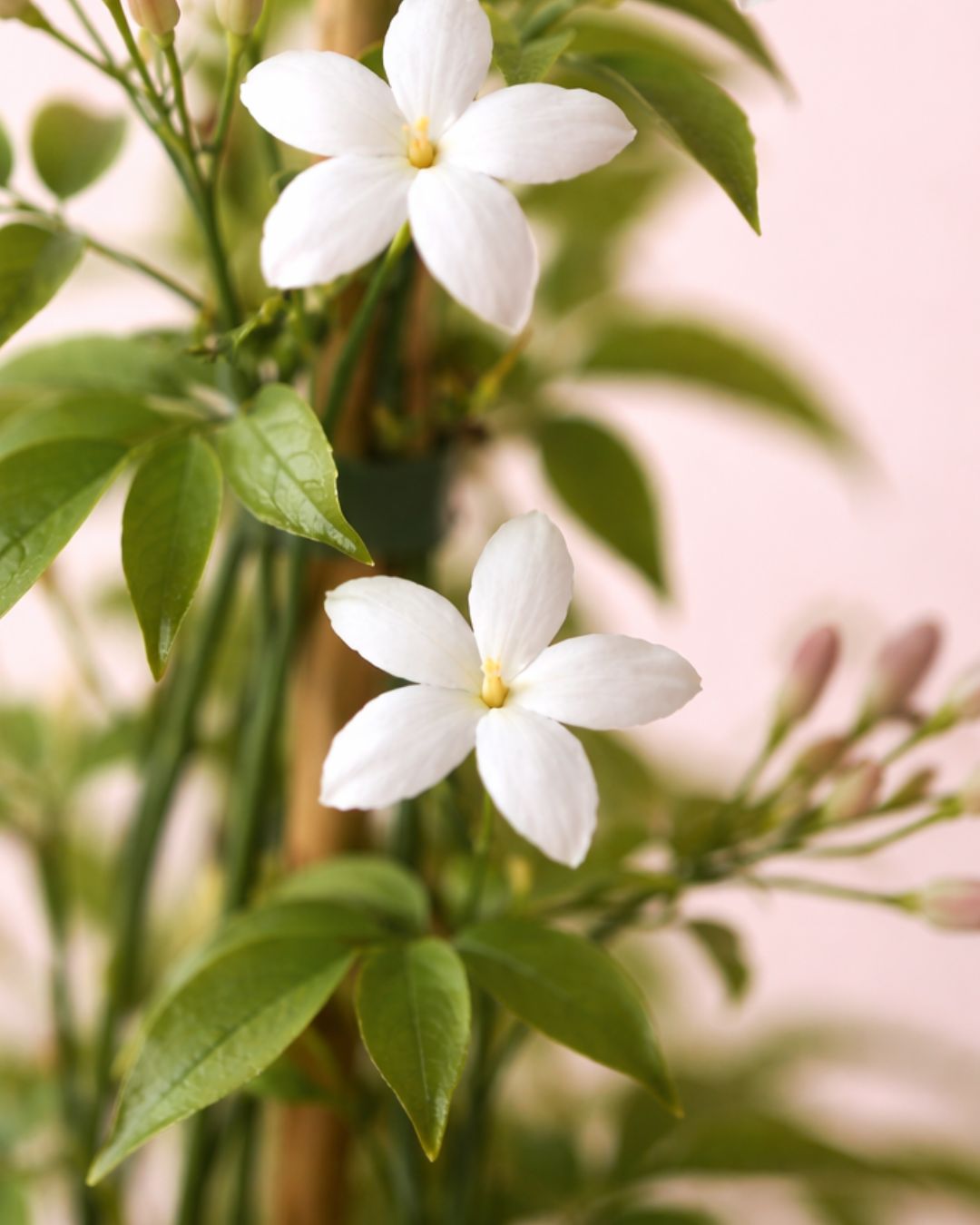 Jasminum Officinale – Jazmín Común Mini - Pur Plant